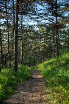 A picturesque trail winding through a lush forest with vibrant green grass and trees.